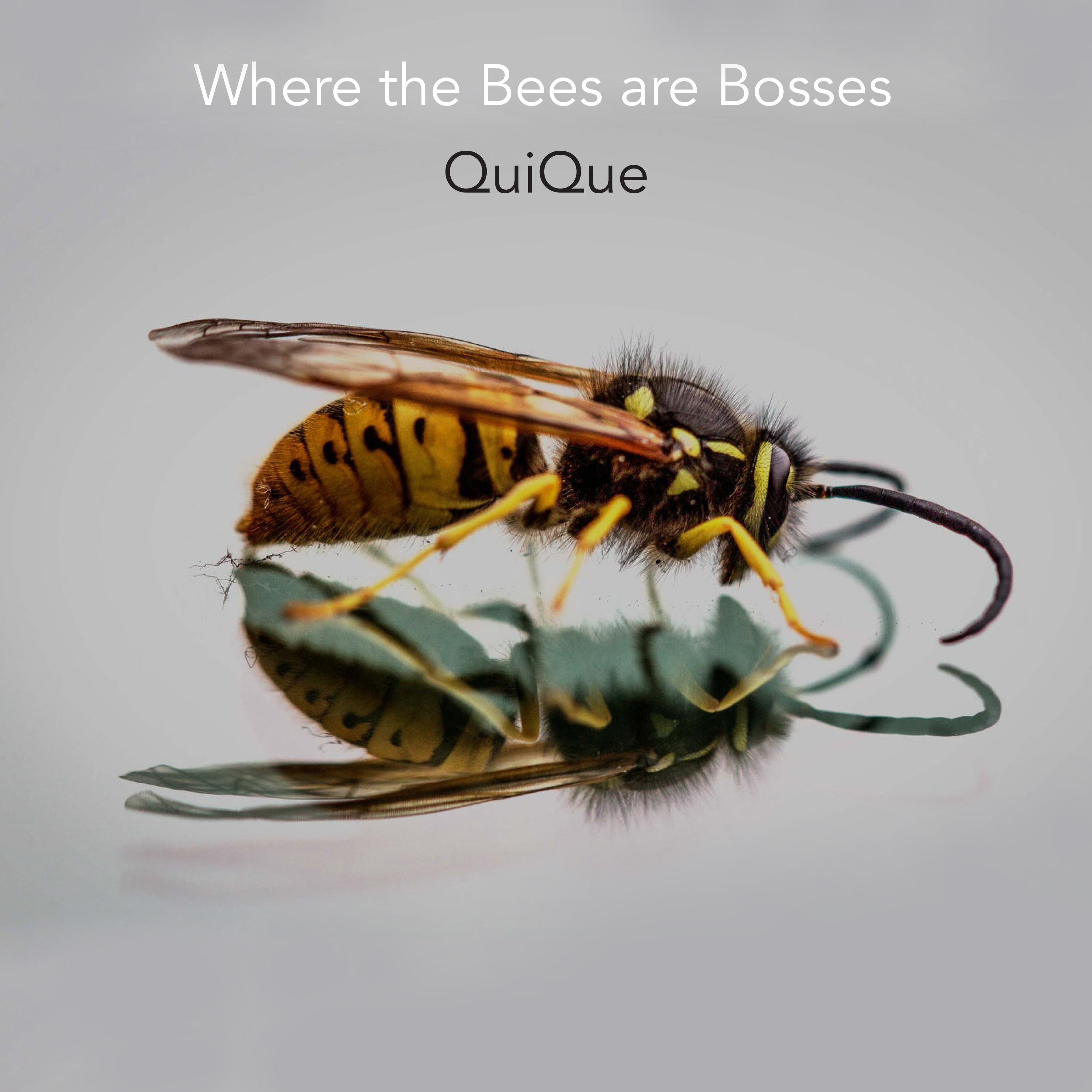 Album by QuiQue