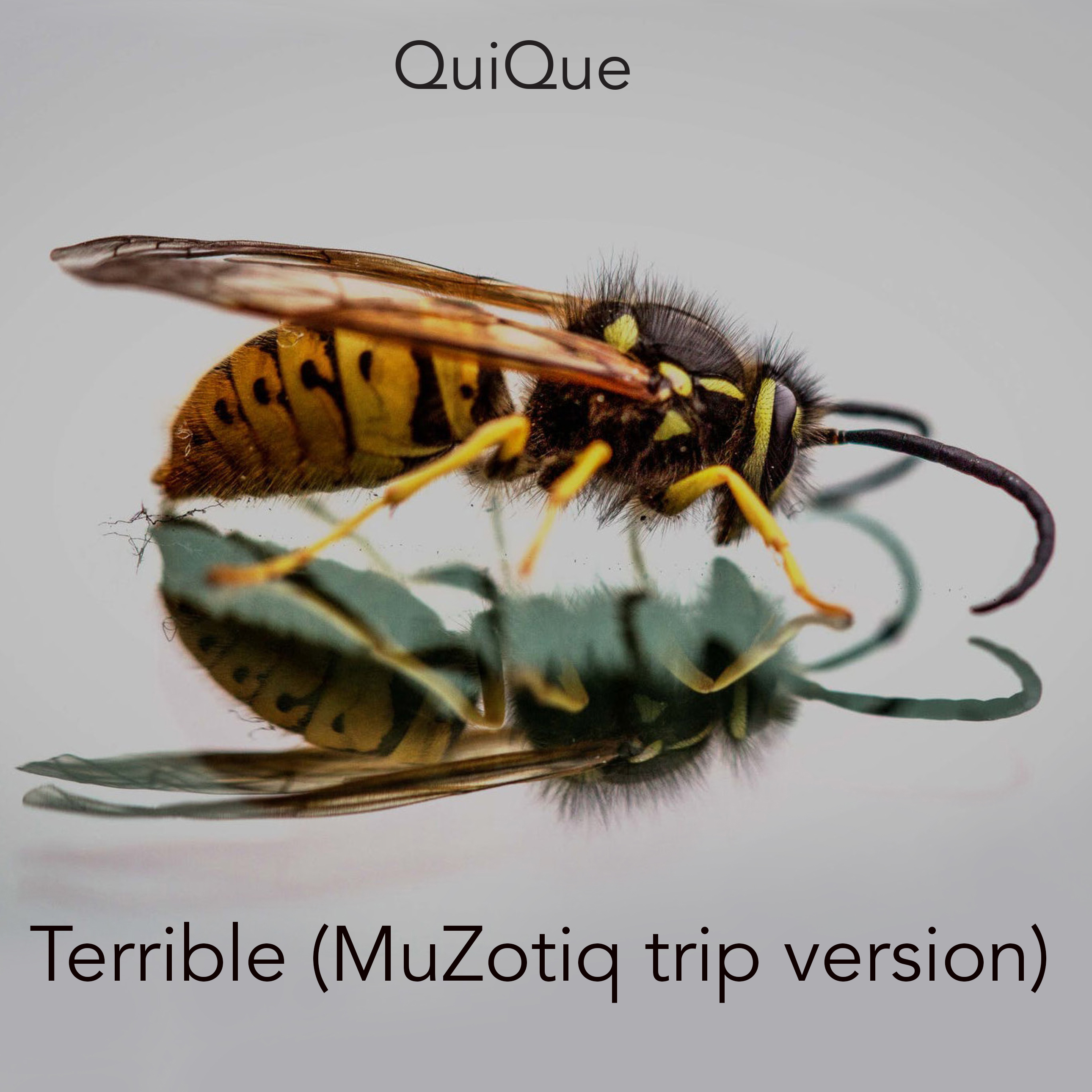  Song by QuiQue 